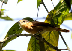 Pachyramphus castaneus