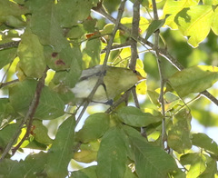 Hylophilus thoracicus