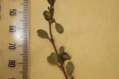 Coprosma colensoi