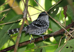 Scaled Antbird photo 4