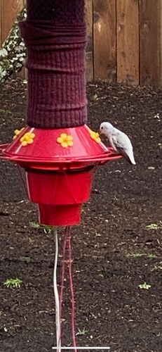 Anna's Hummingbird photographed in Oregon