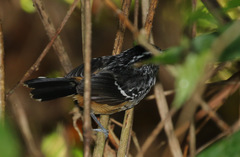 Drymophila ochropyga