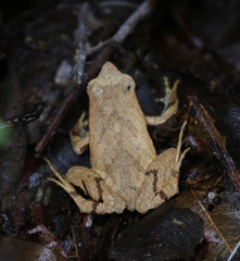 Physalaemus atlanticus