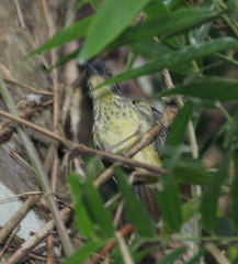 Dysithamnus stictothorax