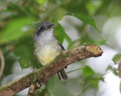 Dysithamnus mentalis