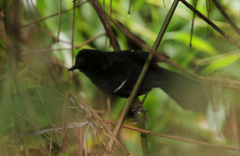 Pyriglena leucoptera