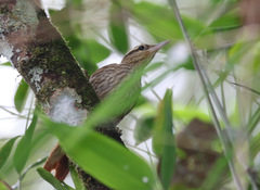 Cichlocolaptes leucophrus
