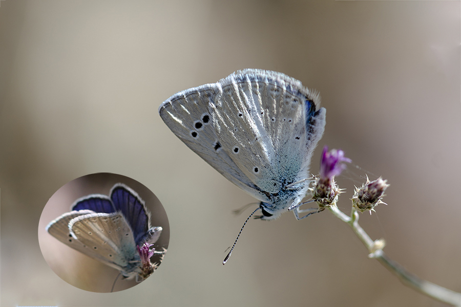 Cyaneus Blue
