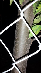 Zelkova serrata