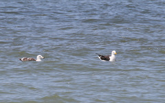 Larus dominicanus