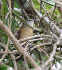 Cantorchilus longirostris