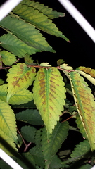Zelkova serrata