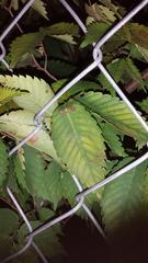 Zelkova serrata