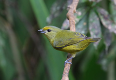 Euphonia pectoralis