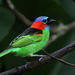 Red-necked Tanager - Photo (c) guyincognito, some rights reserved (CC BY-NC), uploaded by guyincognito
