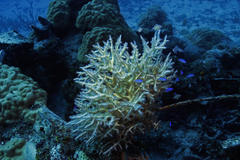 Pomacentrus micronesicus