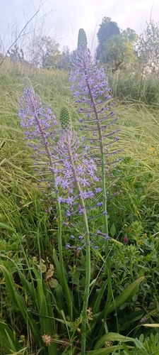 Scilla hyacinthoides