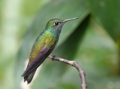 Versicolored Emerald photo 3