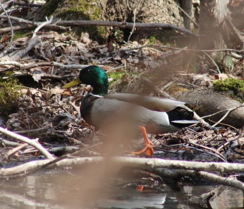 Mallard photographed in Rhode Island