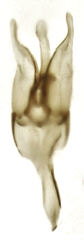 Enochrus maculiceps