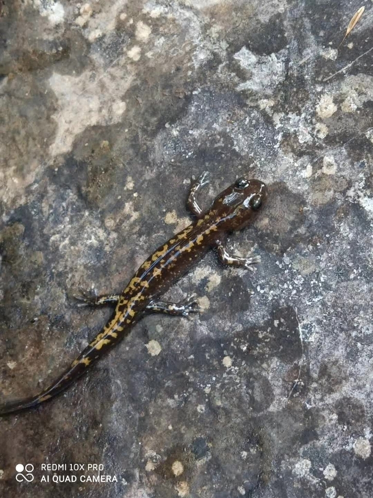 Yellow-Spotted Salamander
