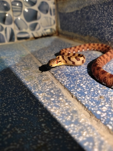 Eyed Cat Snake