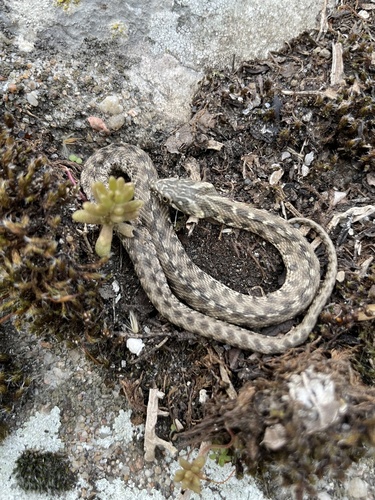 Natrix maura