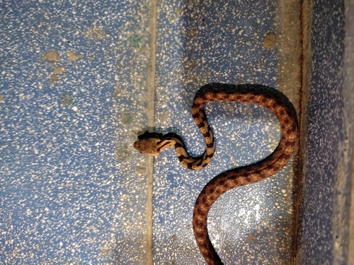 Eyed Cat Snake