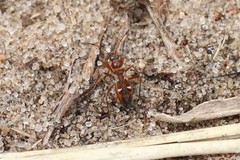 Slaterobius insignis