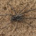 Unbanded Wolf Spider - Photo (c) Alex Harman, some rights reserved (CC BY-NC), uploaded by Alex Harman