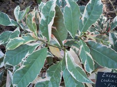 Excoecaria cochinchinensis