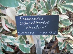 Excoecaria cochinchinensis