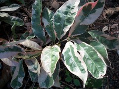 Excoecaria cochinchinensis