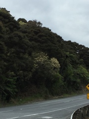 Pomaderris hamiltonii