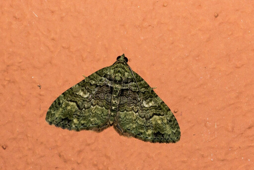 Hammaptera repandaria