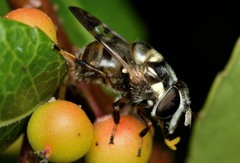 Copestylum tamaulipanum