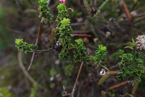 Image of Indigofera candolleana by (c) Diana Studer, some rights reserved (CC BY)