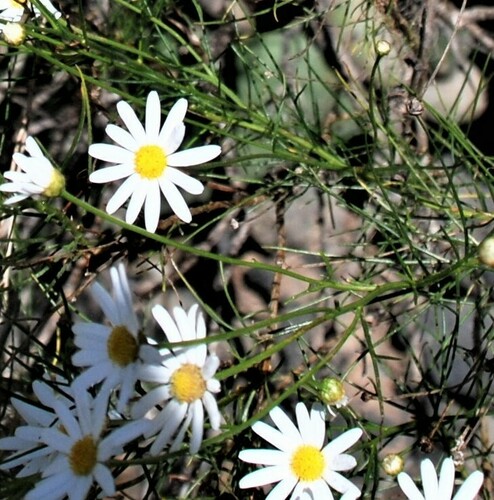 Argyranthemum gracile (Argyranthemum gracile)