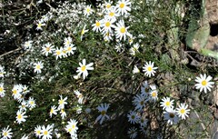 Argyranthemum gracile image