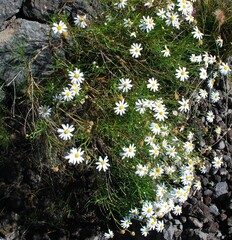 Argyranthemum gracile image