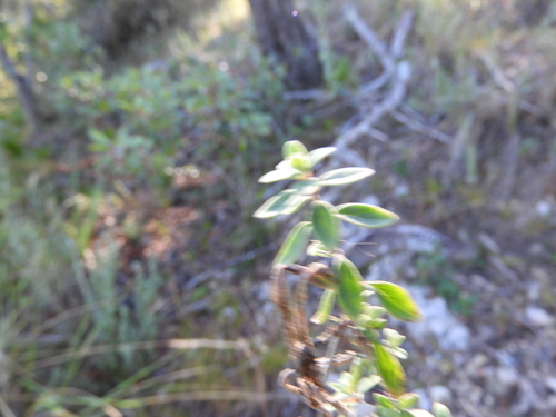 Image of Poliomintha longiflora by (c) Leticia Jiménez Hernández, some rights reserved (CC BY-SA)