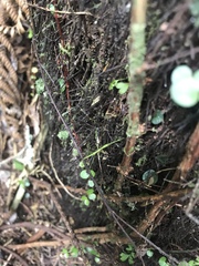 Phasmatinae