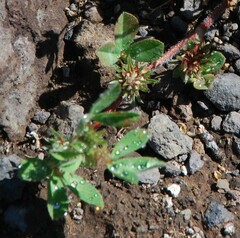 Trifolium scabrum image