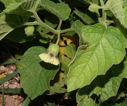Physalis hederifolia var. comata