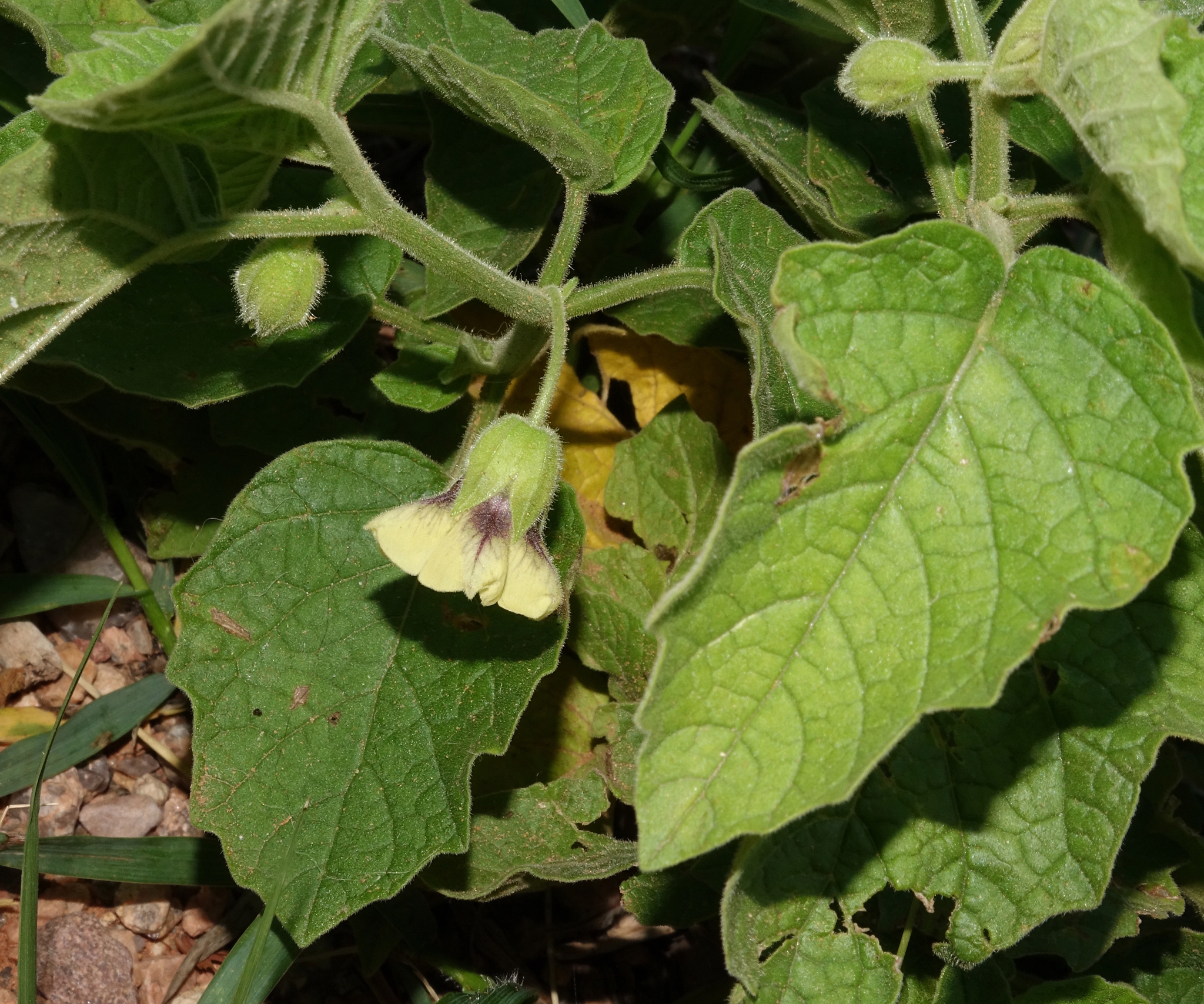 Physalis hederifolia var. comata