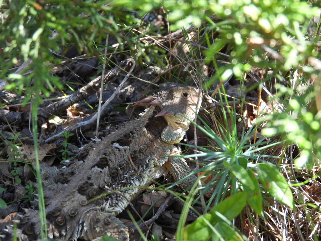 Phrynosoma orbiculare dugesii