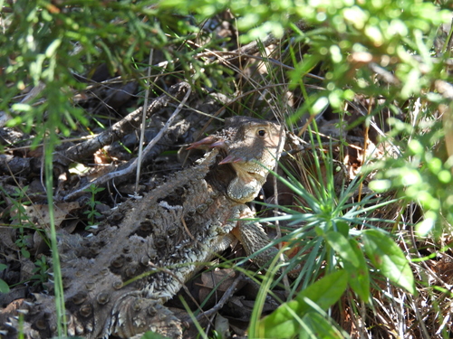 Phrynosoma orbiculare dugesii