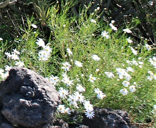 Argyranthemum gracile (Argyranthemum gracile)