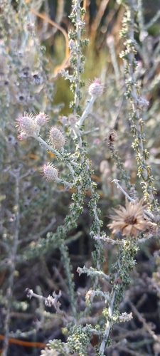 Image of Lachnospermum neglectum by (c) Danie Palm, some rights reserved (CC BY)