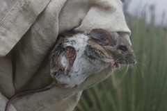 Peromyscus boylii